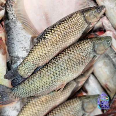 Эксперты рассказали, чем грозит запрет на импорт рыбы из Японии -  Российская газета
