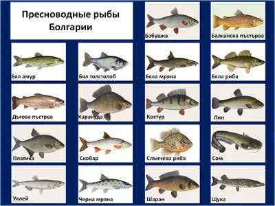 Мороженая ледяная рыба, 250-400г — купить в Москве по выгодной цене