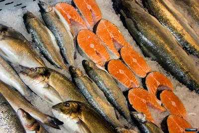 Мнение диетологов: какая рыба самая полезная для организма человека - 20  сентября 2022 - 74.ру