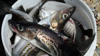 Не всегда полезный дар моря: 13 видов рыбы, которую лучше исключить из  рациона - Страсти