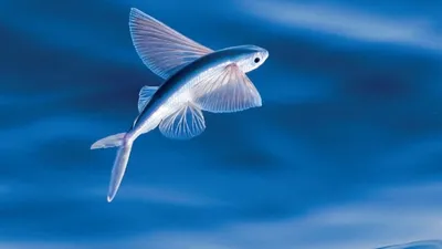 Самые странные, удивительные и необычные рыбы планеты | Рыбалка 63 | Дзен