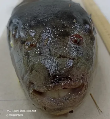 В Приморье туристы выловили опасную рыбу фугу и едва не сварили из нее уху  - МК Владивосток