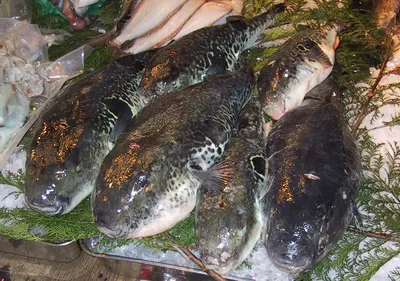 На севере Приморья выловили смертельно опасную южную рыбу фугу - РИА  Новости, 02.08.2022