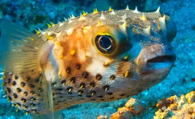 Тропическая рыба фугу в Приморье в 2022 году: сколько выловили, где  поймали, что рассказали в Сихотэ-Алинском заповеднике - KP.RU