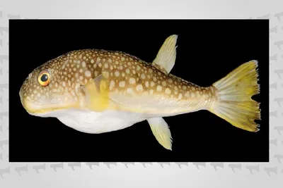 Ядовитых Pufferfish Или Шар Рыба Источник Рыба Фугу — стоковые фотографии и  другие картинки Рыба фугу - iStock