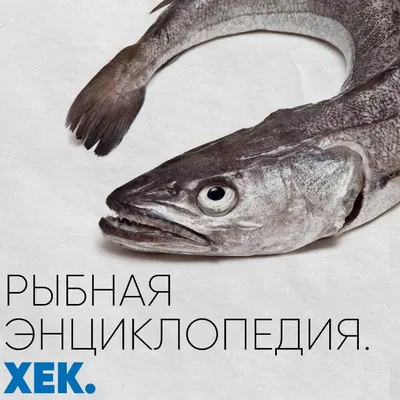 Хек (Мерлуза) рыбки колечком (до 300 грамм) купить по выгодным ценам в  Киеве, заказать Рыба онлайн в интернет магазине морепродуктов ribka.ua