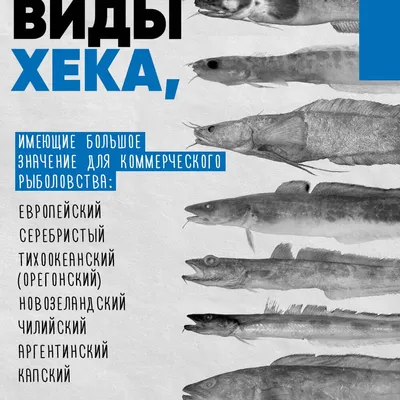 Хек испанский - Купить - рыба - морепродукты - Киев - Украина