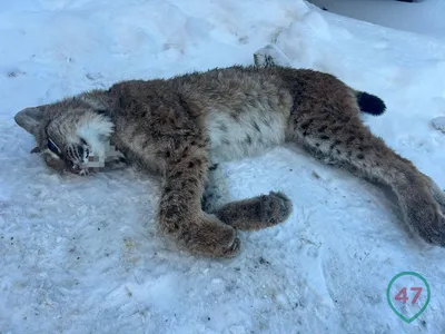 Картина на холсте \"Рысь на скале\"