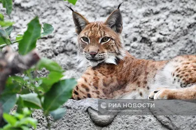 Детеныши рыси в Московском зоопарке | РИА Новости Медиабанк