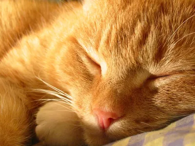 рыжий кот мейн-кун лежит на диване Stock Photo | Adobe Stock