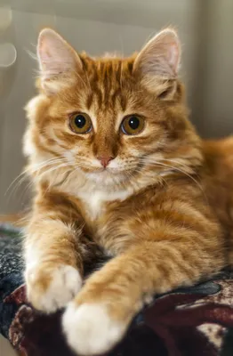 Рыжий кот по кличке Куар стал смотрителем музея в Твери: Моя страна:  Lenta.ru