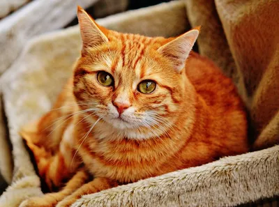 Dobrie Ruki Kyrgyzstan - Каждый год 1 сентября в мире отмечают День рыжих  котов. Из-за своей особенной яркой внешности рыжие коты стали любимцами  многих семей. Мурлыки цвета апельсина – частые спутники героев