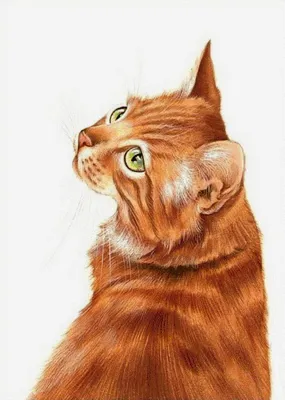 Как назвать рыжего котенка: лучшие клички для кошек | Royal Canin UA