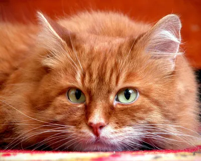 Картина по номерам Strateg ПРЕМИУМ Пятерка рыжих котят с лаком и с ...