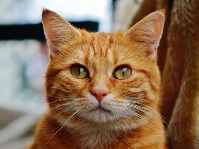 Много пушистых рыжих котят смотрят …» — создано в Шедевруме