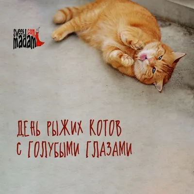 Картина по номерам Рыжий котенок 40х50 см - купить с доставкой по выгодным  ценам в интернет-магазине OZON (522289565)