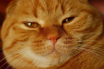 Имя и кличка для рыжего кота: как назвать котенка мальчика и девочку рыжего  цвета - Petstory