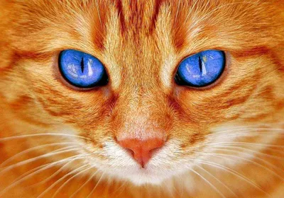 20 рыжих котят сидят кругом вокруг…» — создано в Шедевруме