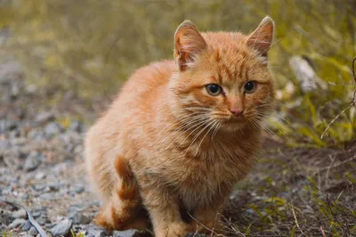Рыжий кот пастелью