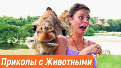 Ржачные Анекдоты — Яндекс Игры