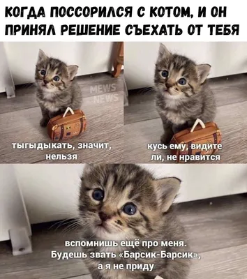 Самые \"ржачные\" мемы с котиками | Инна Власова | Дзен
