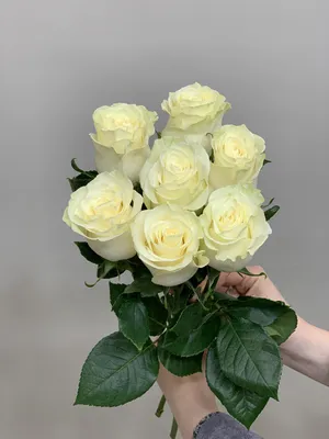 Стоимость 35 белых роз с курьерской доставкой
