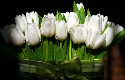 Купить Букет из 65 белых тюльпанов с доставкой в Краснодаре | Vanilla
