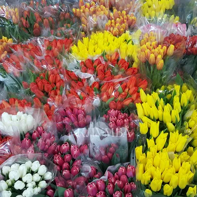 8-марта - Доставкой цветов в Москве! 15301 товаров! Цены от 487 руб. Цветы  Тут