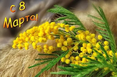 Поздравления с 8 марта! - Официальный сайт Кузбасского ГАУ