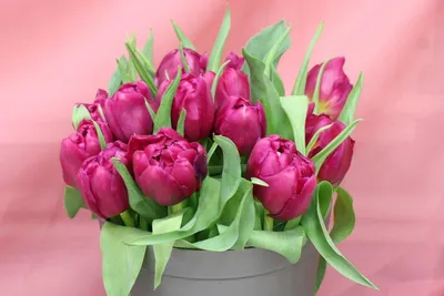 Что подарить коллегам на 8 Марта: советы опытных флористов | Блог Семицветик