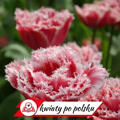Польская поздравительная открытка на день матерей Стоковое Изображение -  изображение насчитывающей торжество, приветствие: 53969209