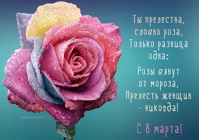 🌹 За нас, девочки! | Поздравления, пожелания, открытки | ВКонтакте