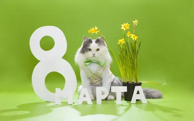 Коты, лилии и 8 марта - Ветеринарный центр Природа