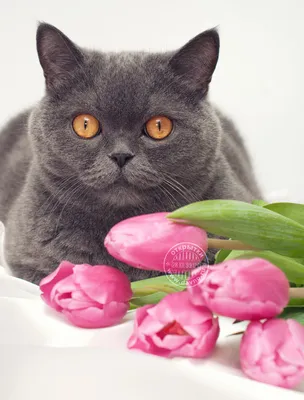 С 8 марта, дамы | «Коты-Воители» [RUS] Amino