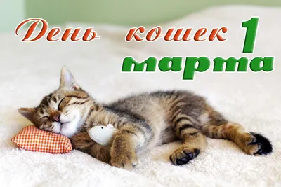 1 марта всемирный день кошек!!! Предлагаю вашему вниманию 7 замечательных  песен про котов и кошек | Музыка и путешествия Николая К | Дзен