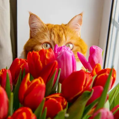 ГОВОРЯЩИЙ КОТ поздравляет с 8 Марта; TALKING CAT is wishing a happy Women's  Day — Видео | ВКонтакте