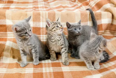 Открытка с котятами \"Сноумяу и семь котиков\" - купить у поставщика Let's  Cats