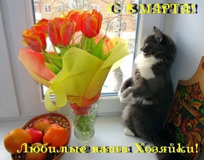 С Днем кошек - красивые картинки (51 фото)