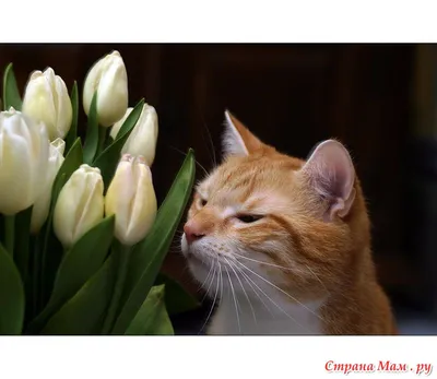 С 8 марта любительницы животных ))) - Любители животных - Страна Мам