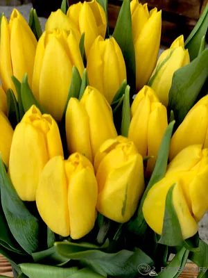 Обои на рабочий стол Сердечко с надписью 8 марта лежит у букета желтых и  белых тюльпанов, обои для рабочего стола, скачать обои, обои бесплатно