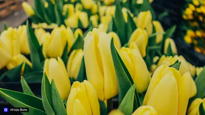 Тюльпаны на 8 Марта - Закажите Цветы с Доставкой!