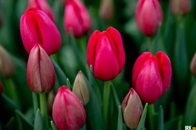 купить тюльпаны, цветы на 8 марта, букет цветов. Цена 5090 руб.