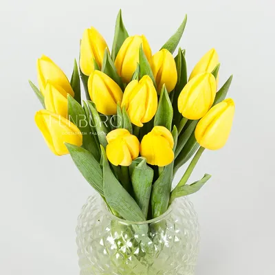 Галерея - Желтые тюльпаны: Цветы
