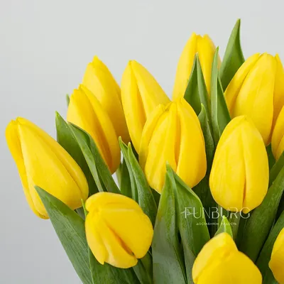 Букет желтые тюльпаны - купить с доставкой в Реутове. Цена от 4 855 руб.,  фото, отзывы - reutov.florrus.ru