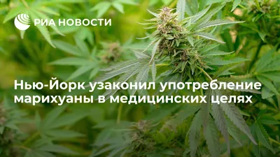 Як впливає марихуана, чи викликає трава залежність та чому канабіс варто  легалізувати в Україні | Українська правда _Життя