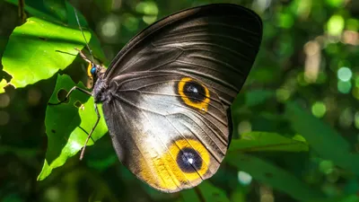 Каковы различия между бабочками и мотыльками? - The Portugal News