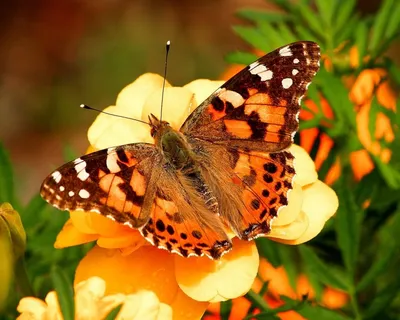 Образы с бабочками | Пикабу