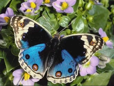К чему снятся бабочки: толкование снов про бабочек