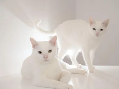 Правда ли, что белые голубоглазые кошки — глухие? - Проверено.Медиа