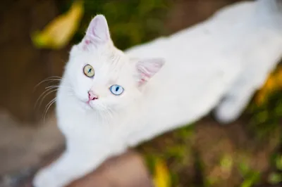 Породы белых кошек | Питомник Рэгдоллов
